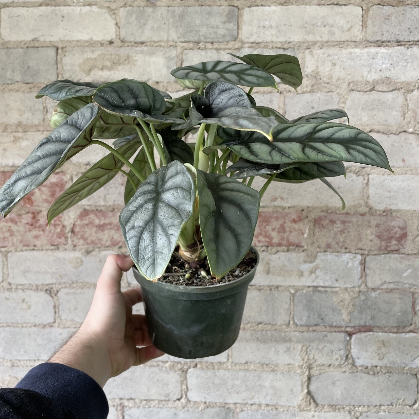 Alocasia Silver Dragon