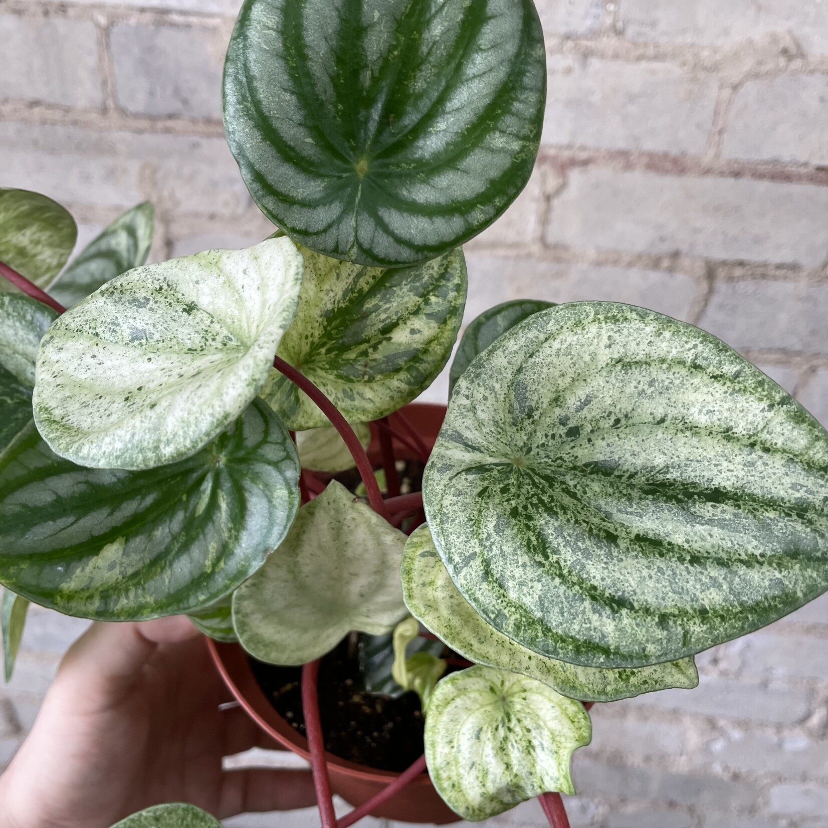 Peperomia Harmony's Gold Dust 6