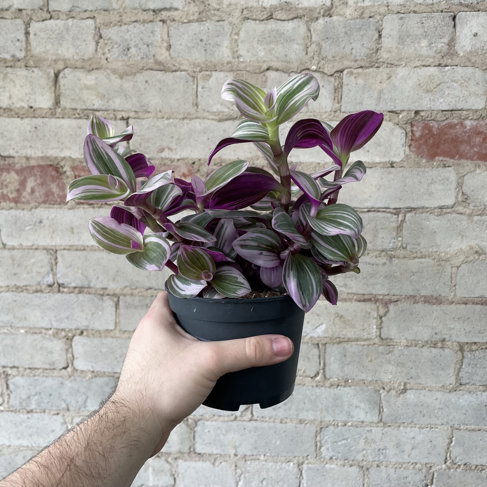 Tradescantia Nanouk 5"