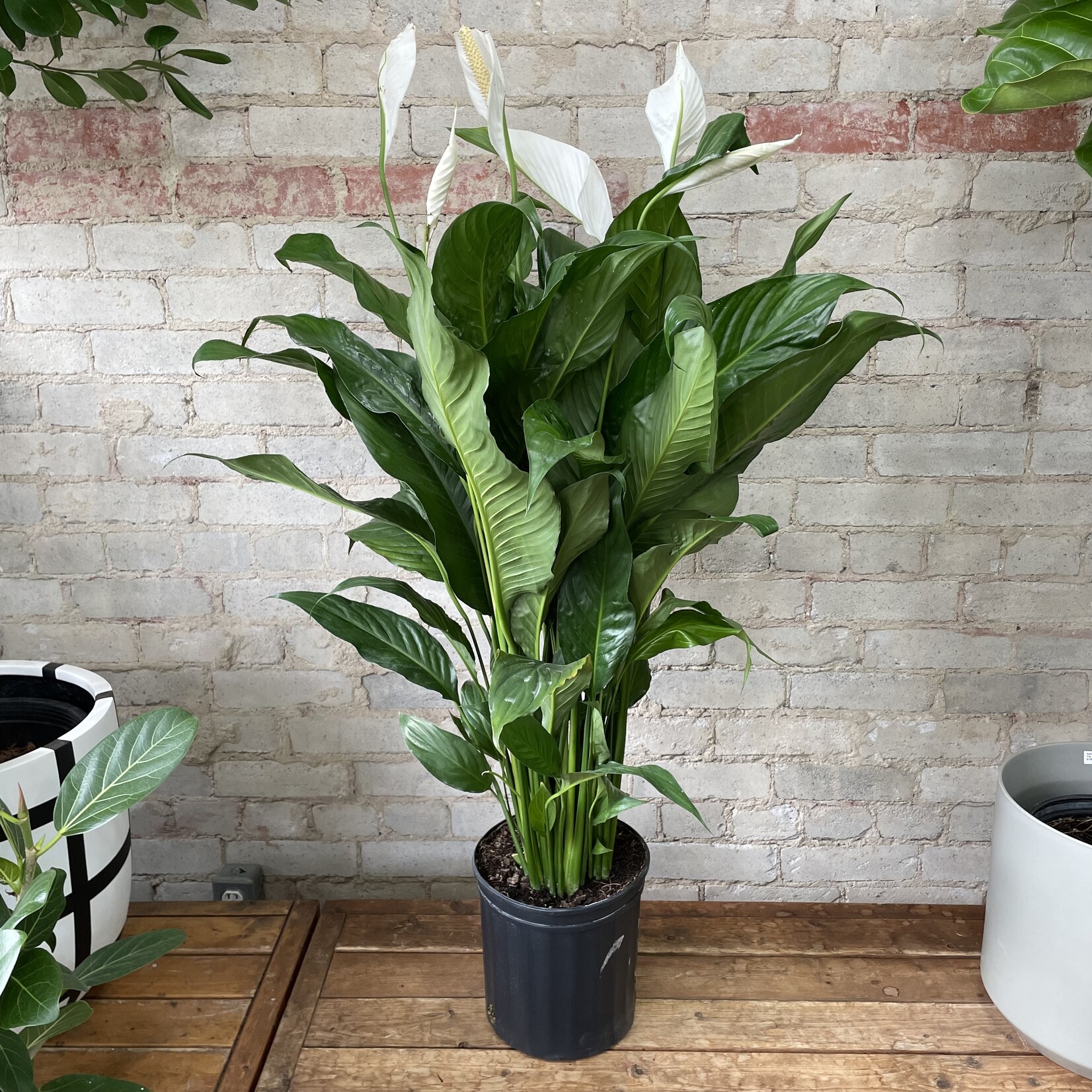 Peace Lily 8"