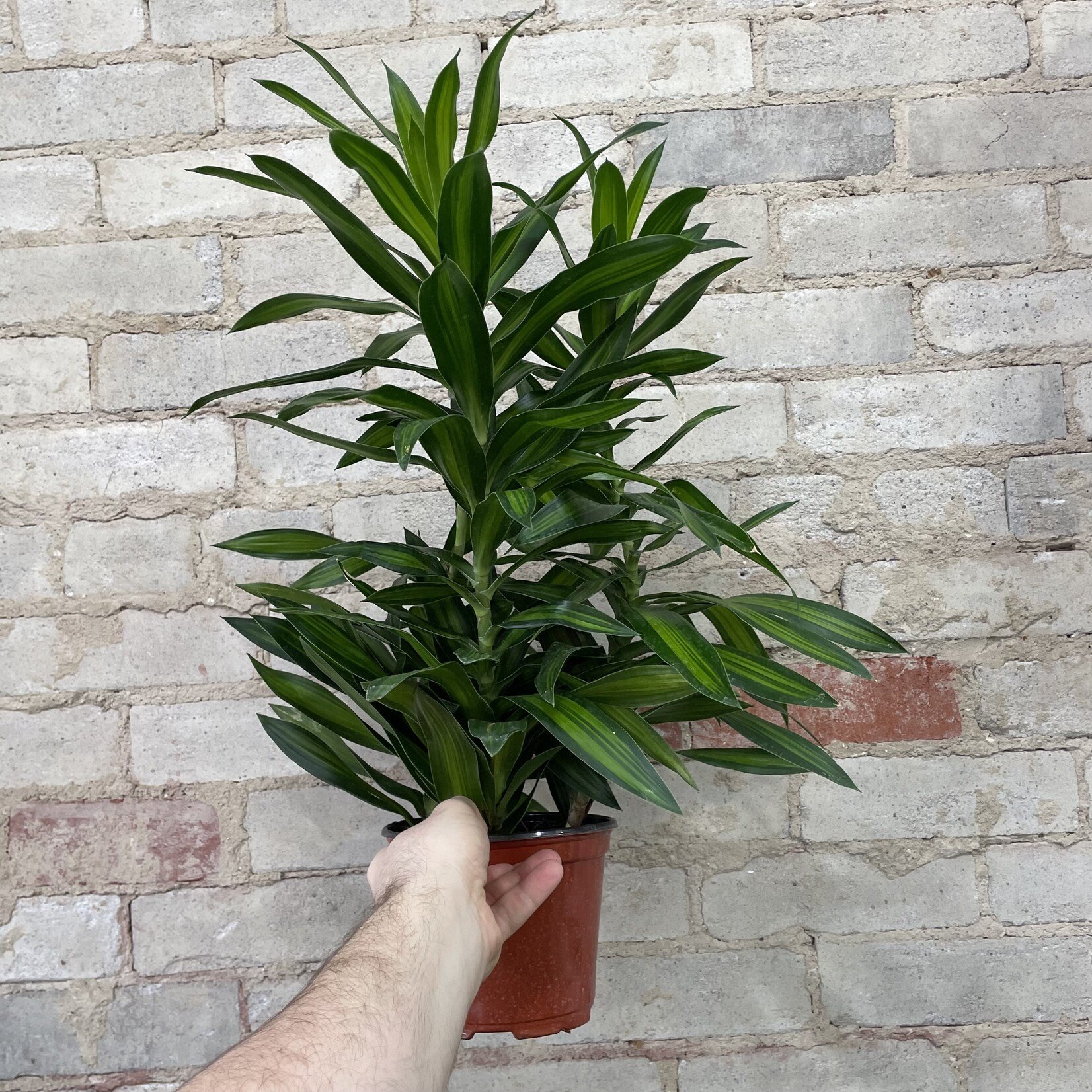 Dracaena Song of Jamaica 6"