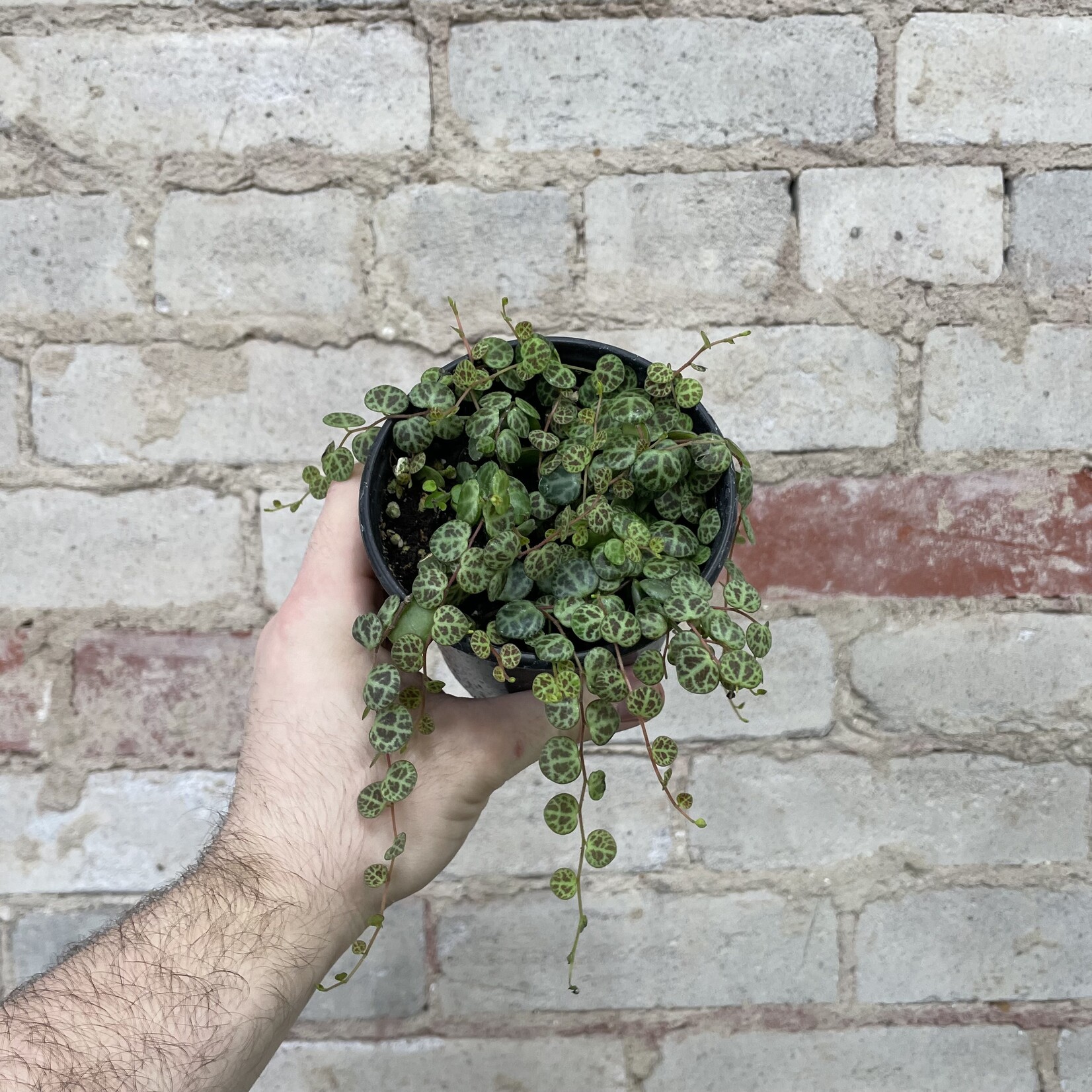 Peperomia String of Turtles 4"