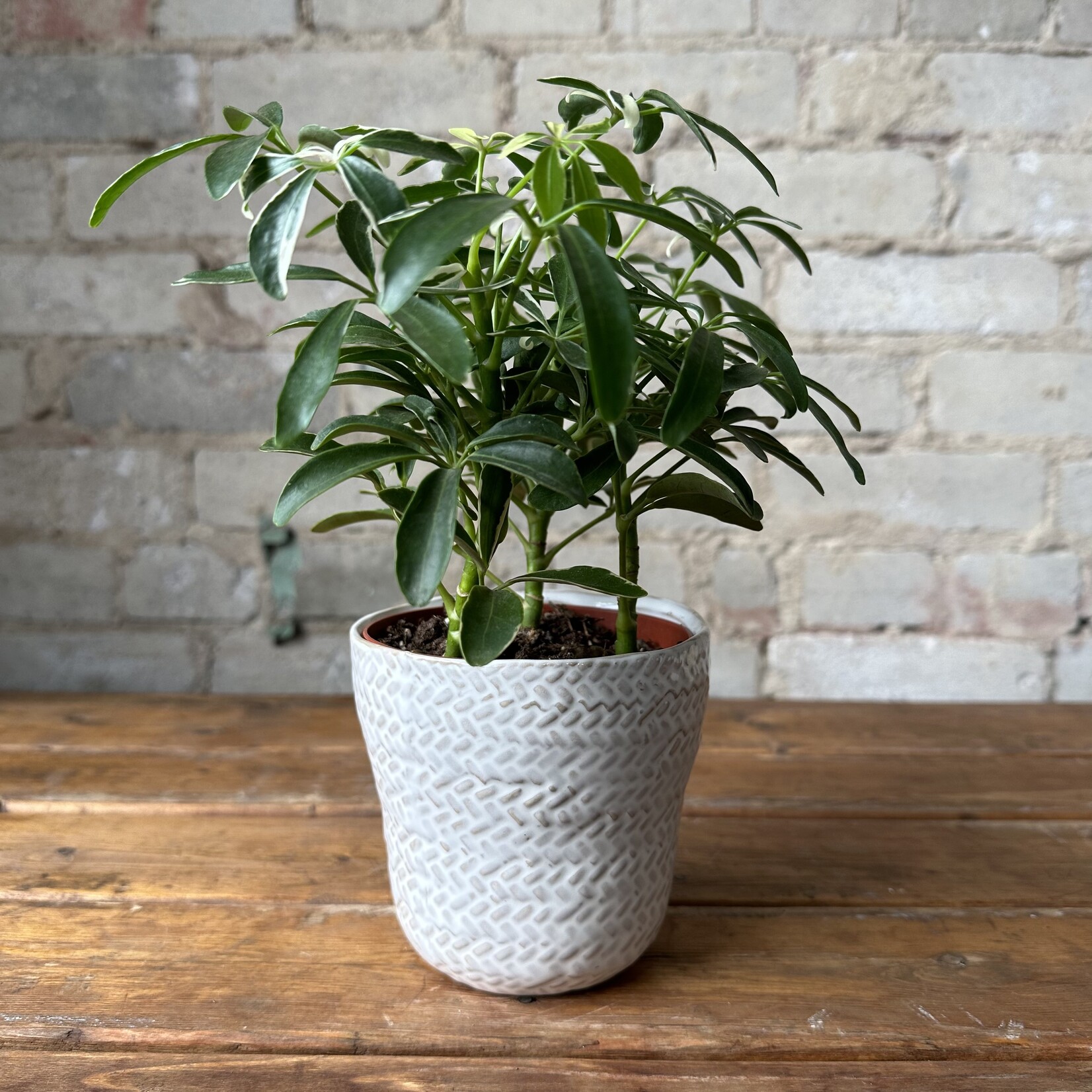 Amstel Pot (fits 4")