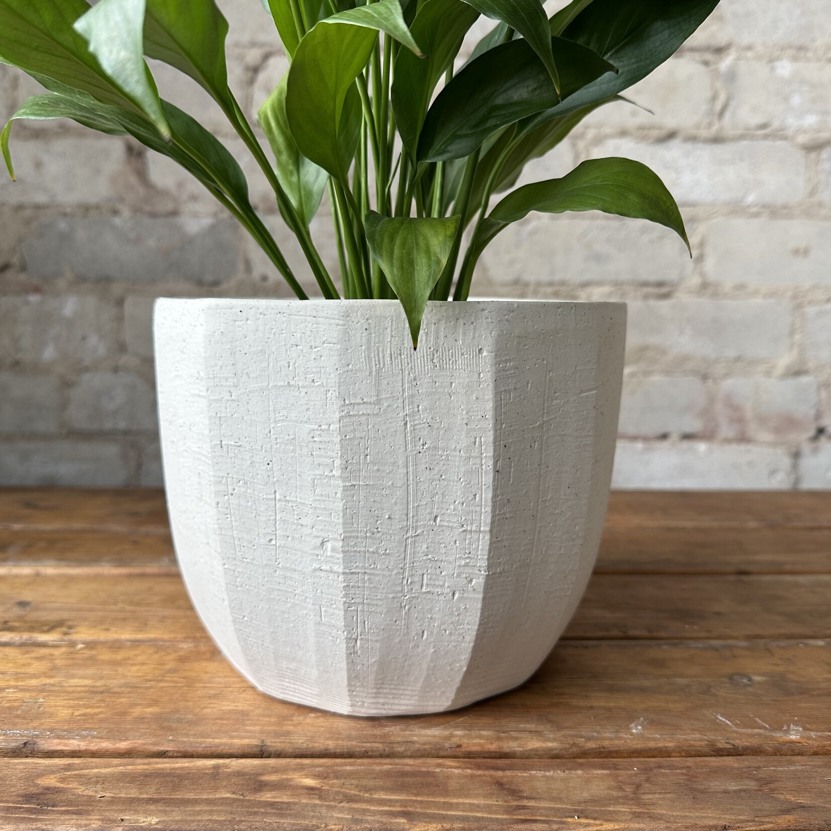 Assorted Pots Bona Pot (fits 6")