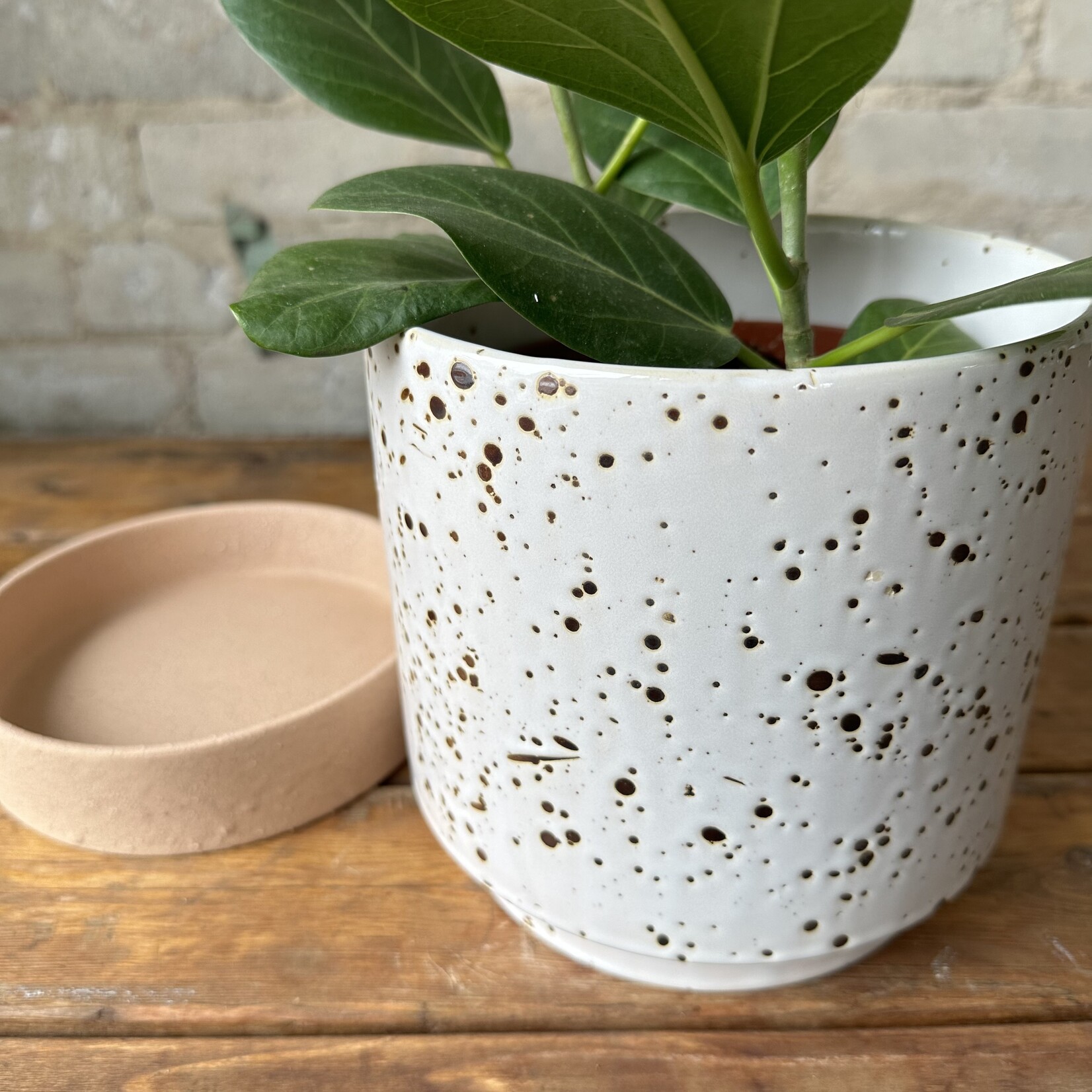 Briar Pot with drainage + saucer (fits 6")