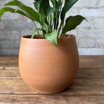 Assorted Pots Cassita Pot (fits 6")