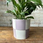 Checkerboard Pot Lavender (fits 6”)