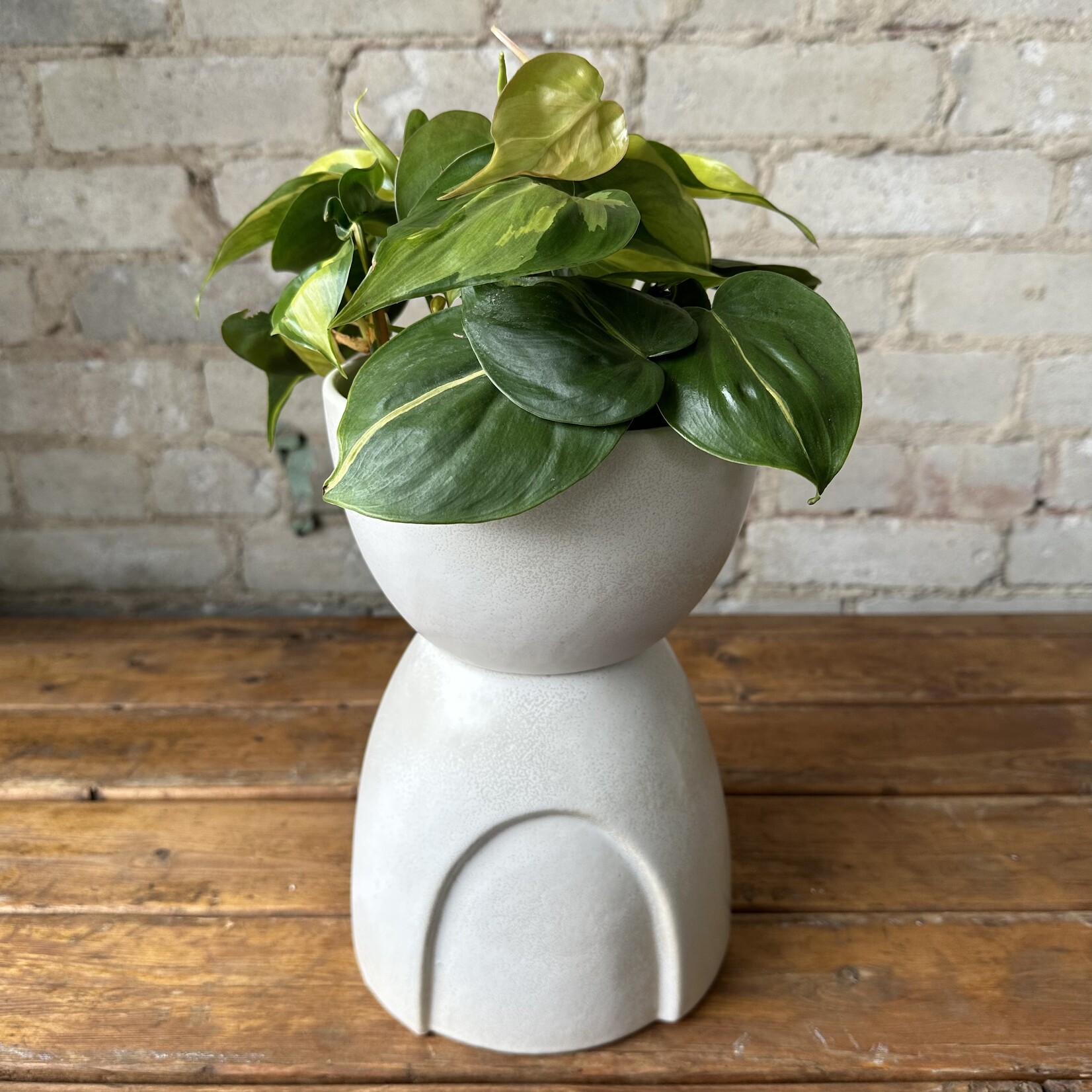 Assorted Pots Echo Footed Pot (fits 5")