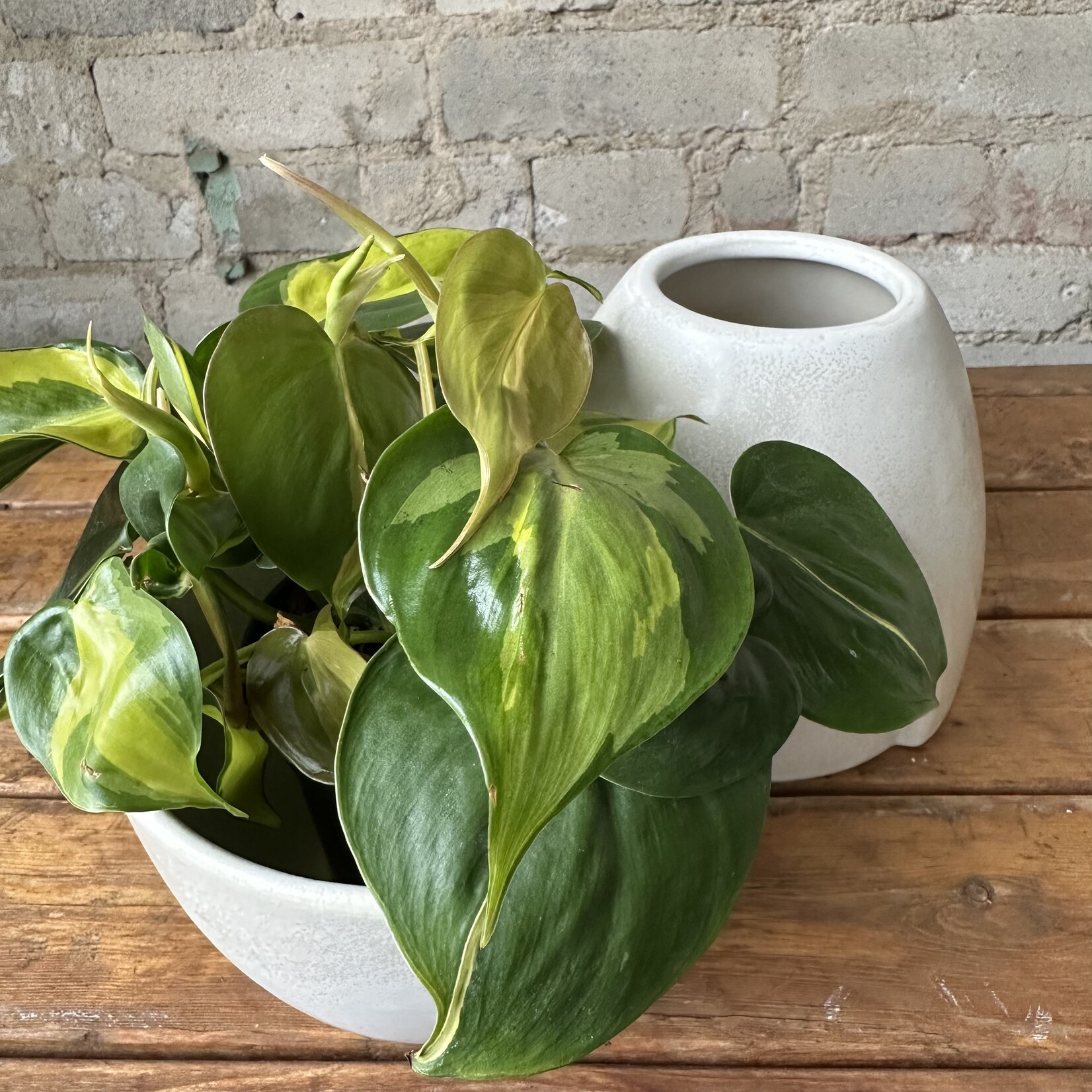 Assorted Pots Echo Footed Pot (fits 5")