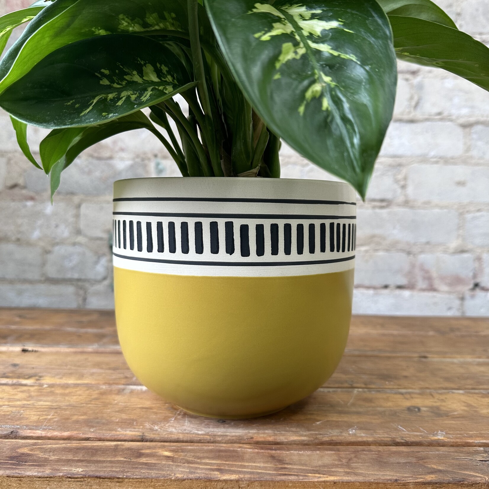 Assorted Pots Kiwi Pot (fits 6")