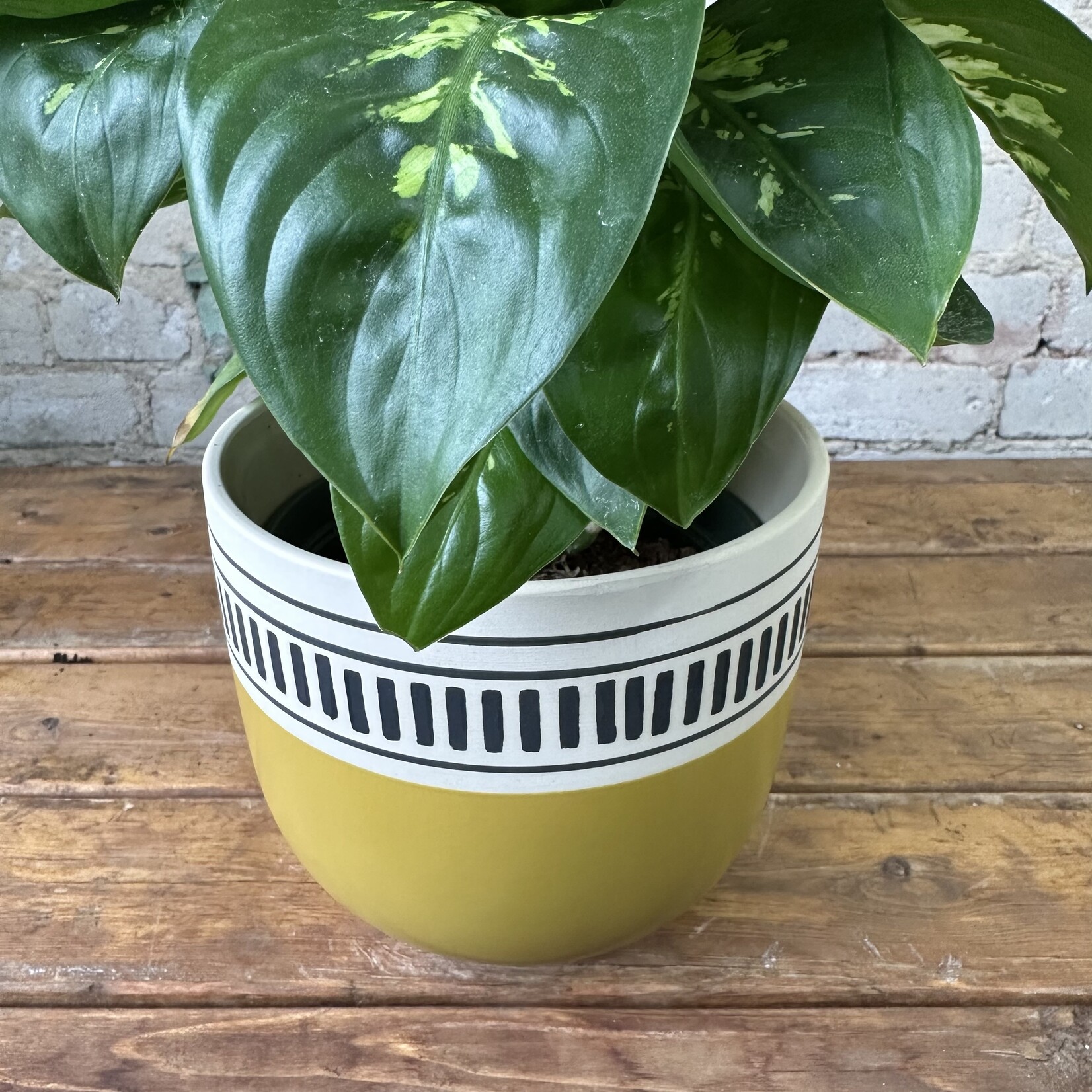 Assorted Pots Kiwi Pot (fits 6")