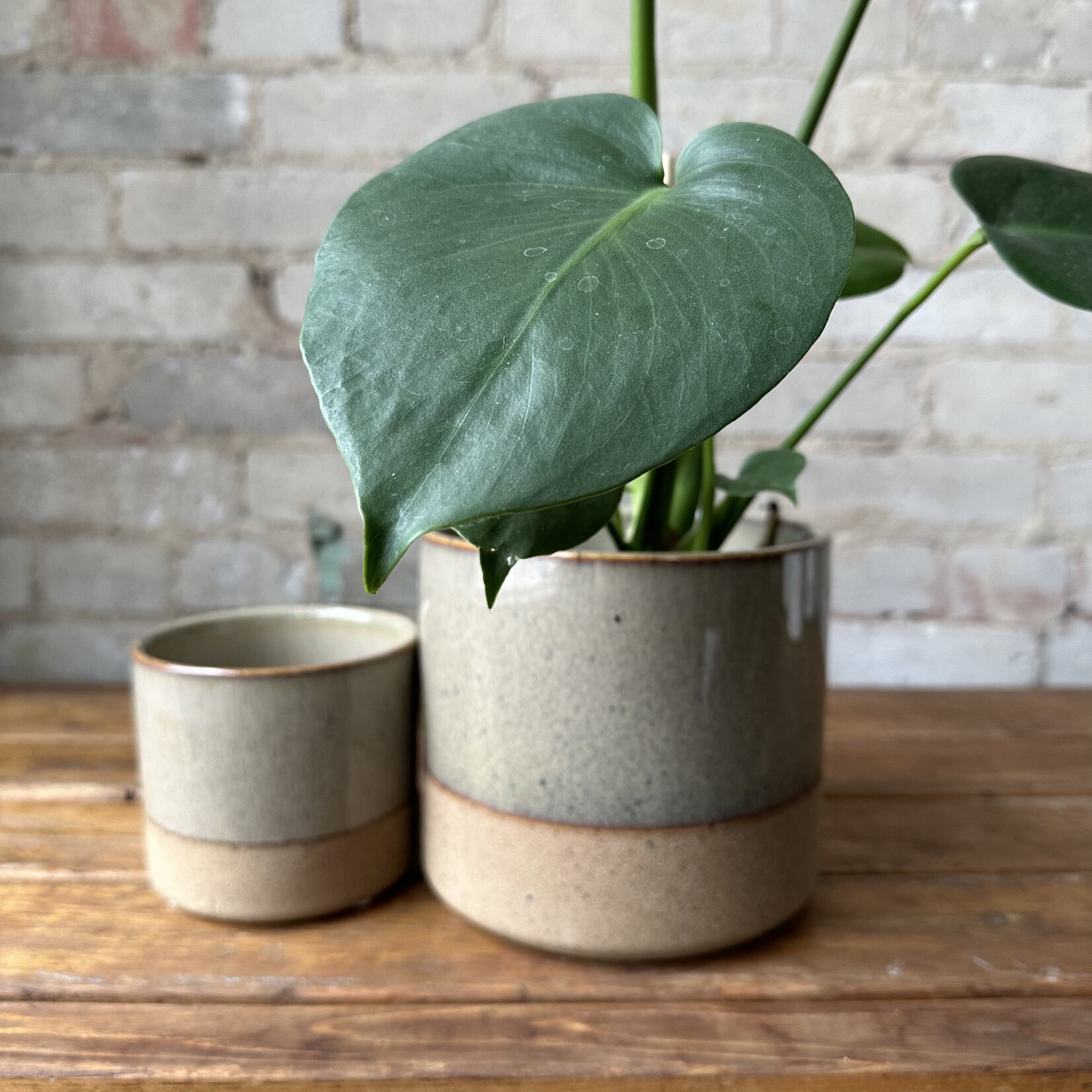 Assorted Pots Lago Pot Green (fits 5.5")
