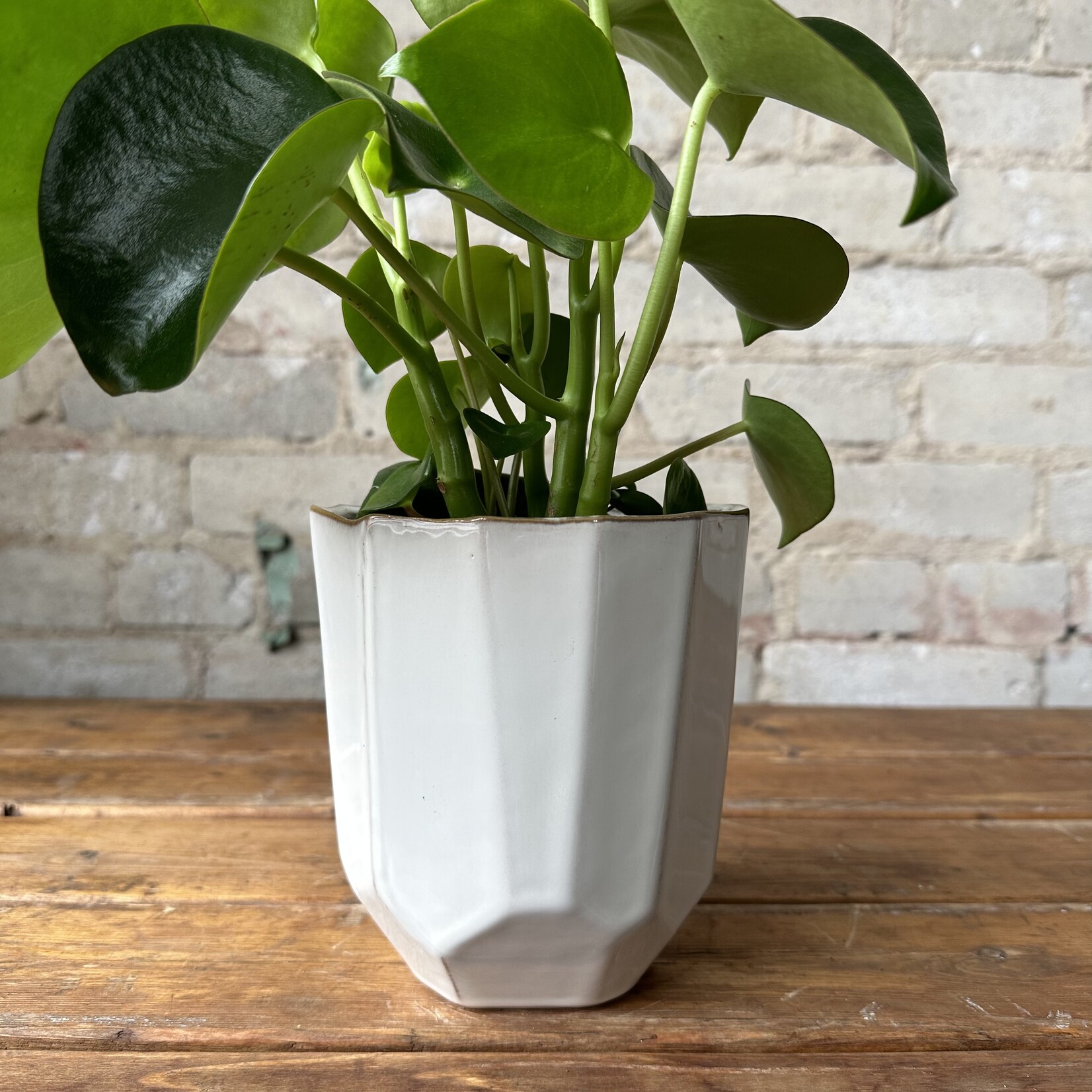 Renew Pot (fits 4.5")