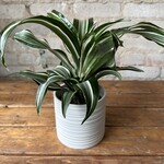 Ripple Pot (fits 4")