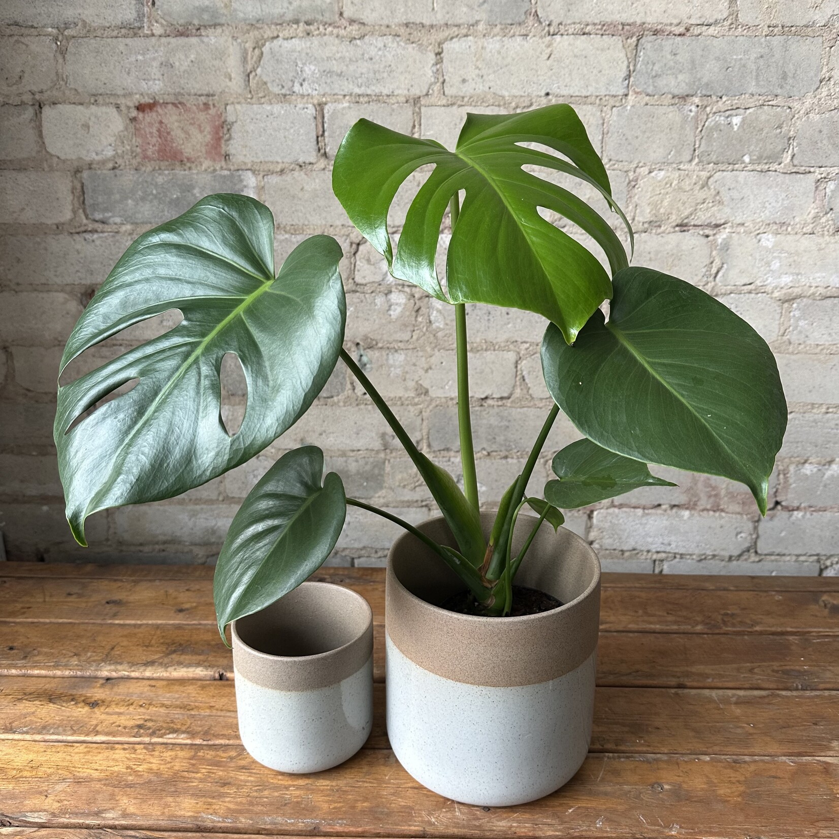 Rooney Pot (fits 4")
