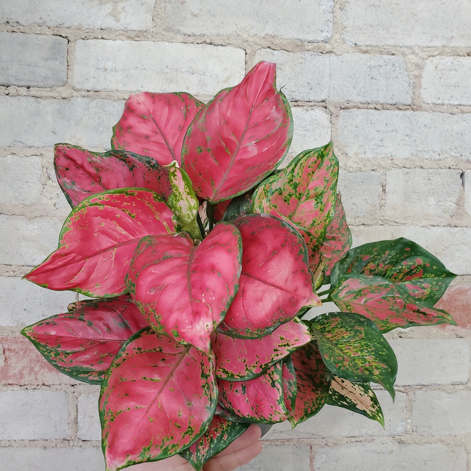 Aglaonema Rubi 6"