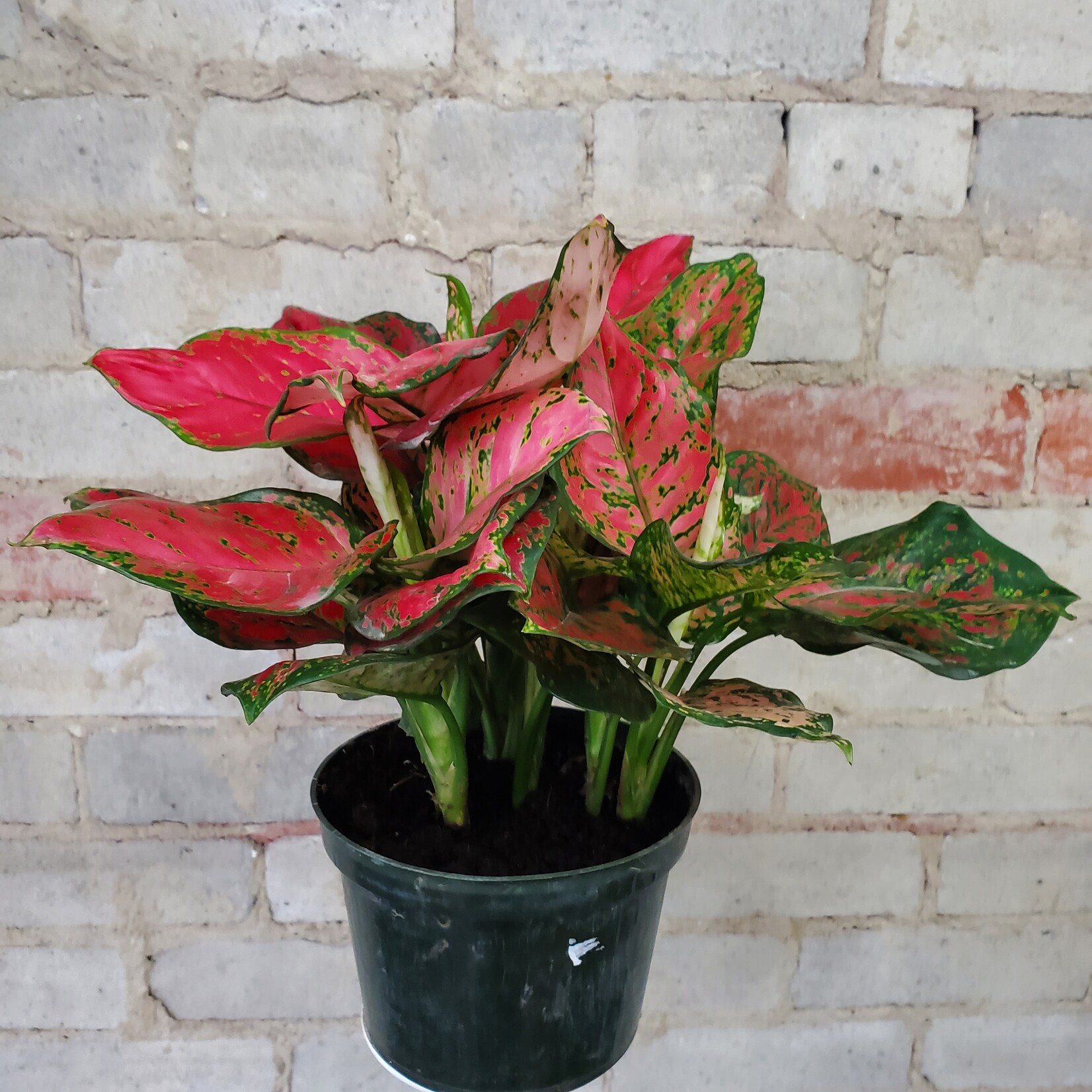 Aglaonema Rubi 6"