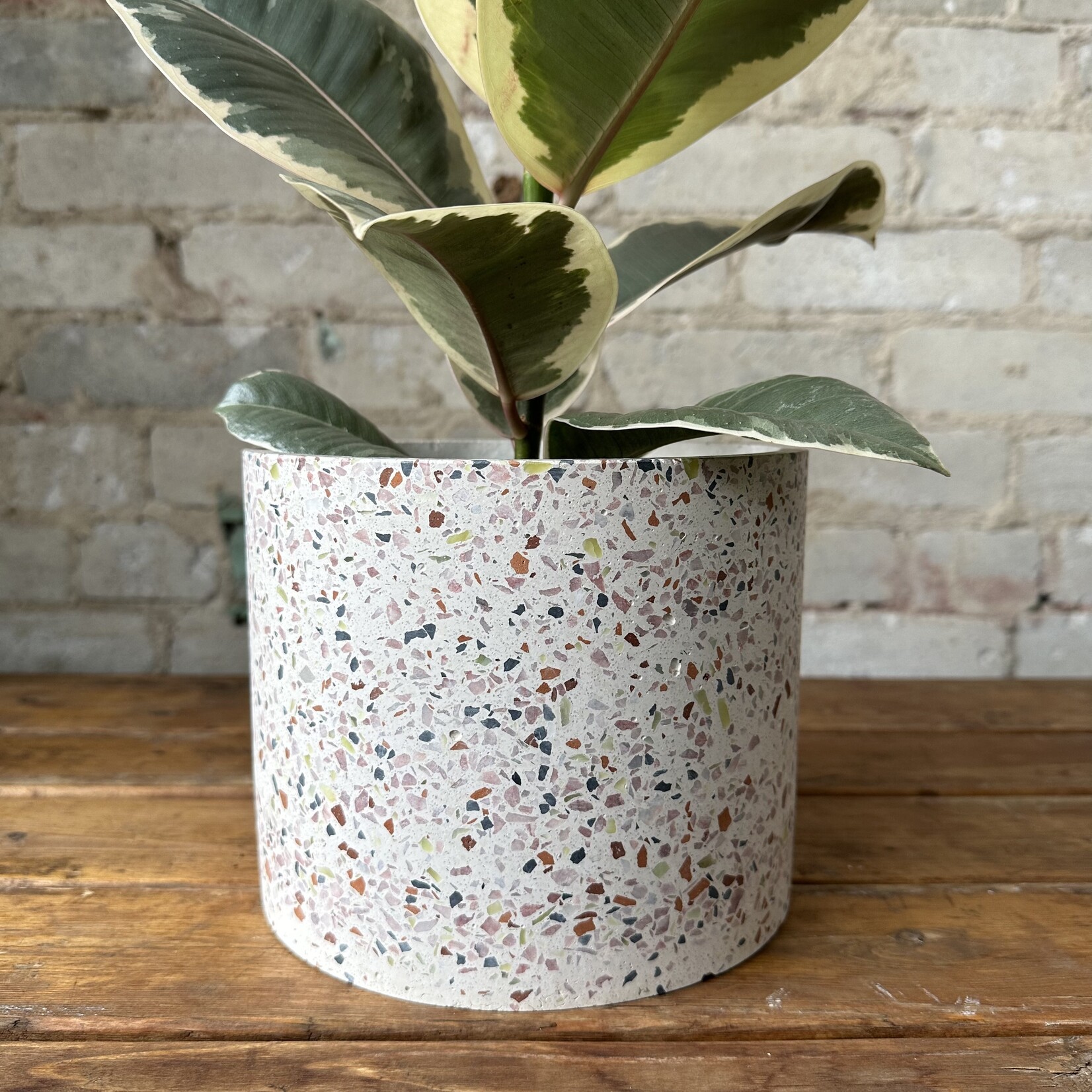Assorted Pots Terrazzo Pot (fits 6")