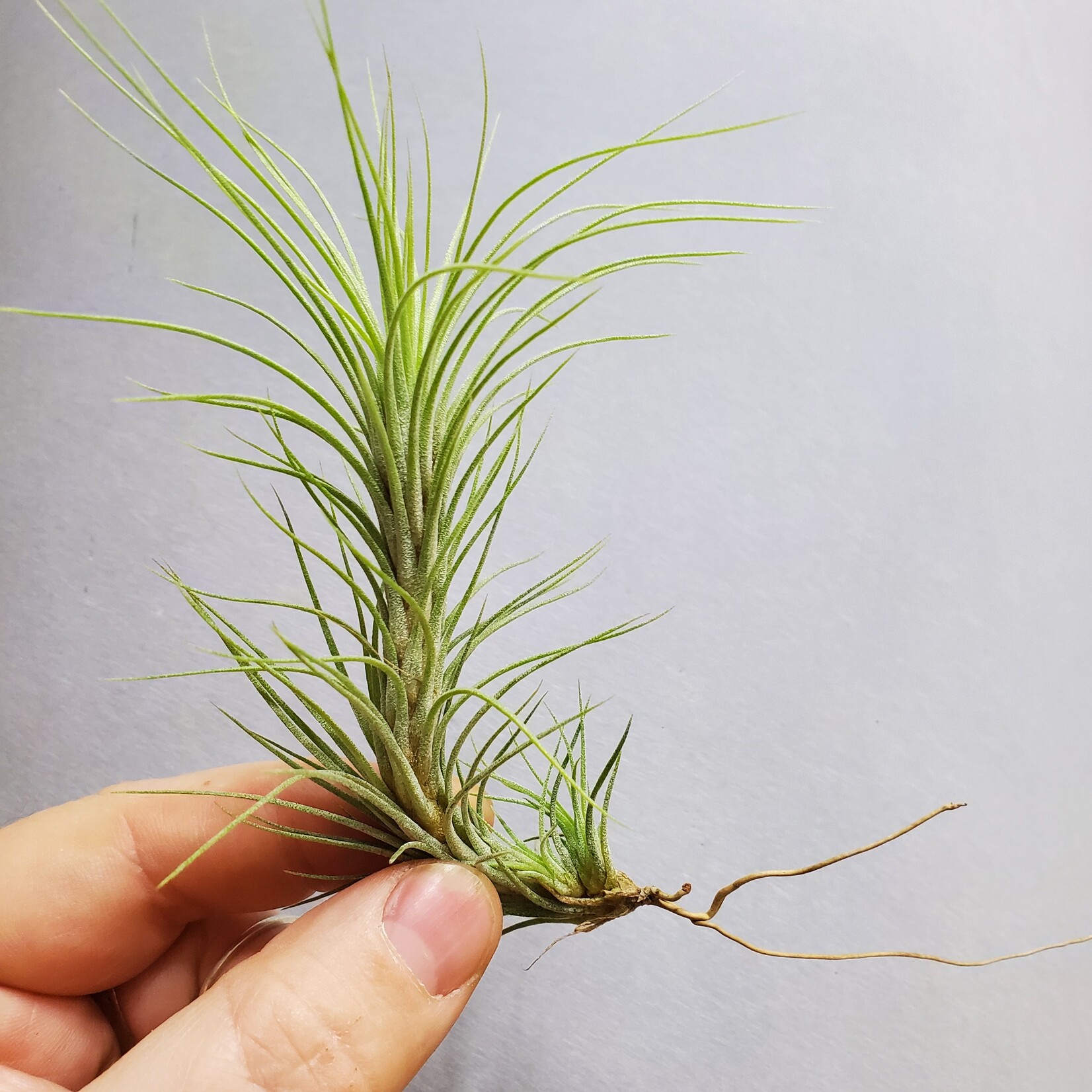 AirPlants (Medium - B)