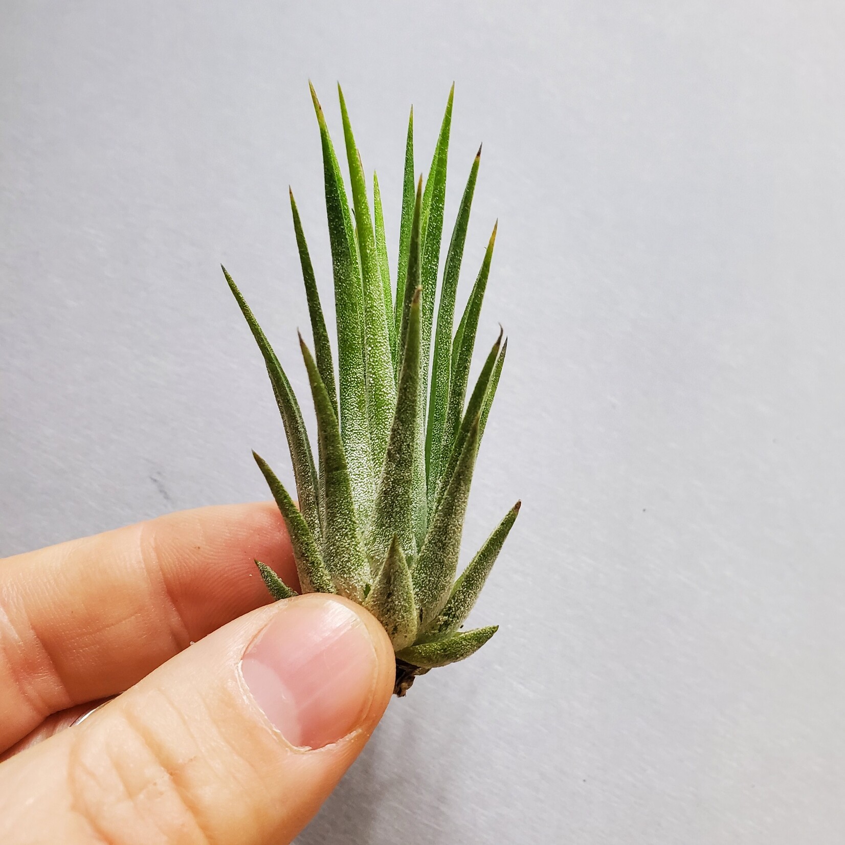 AirPlants (Medium - E)