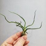 AirPlants (Mini)