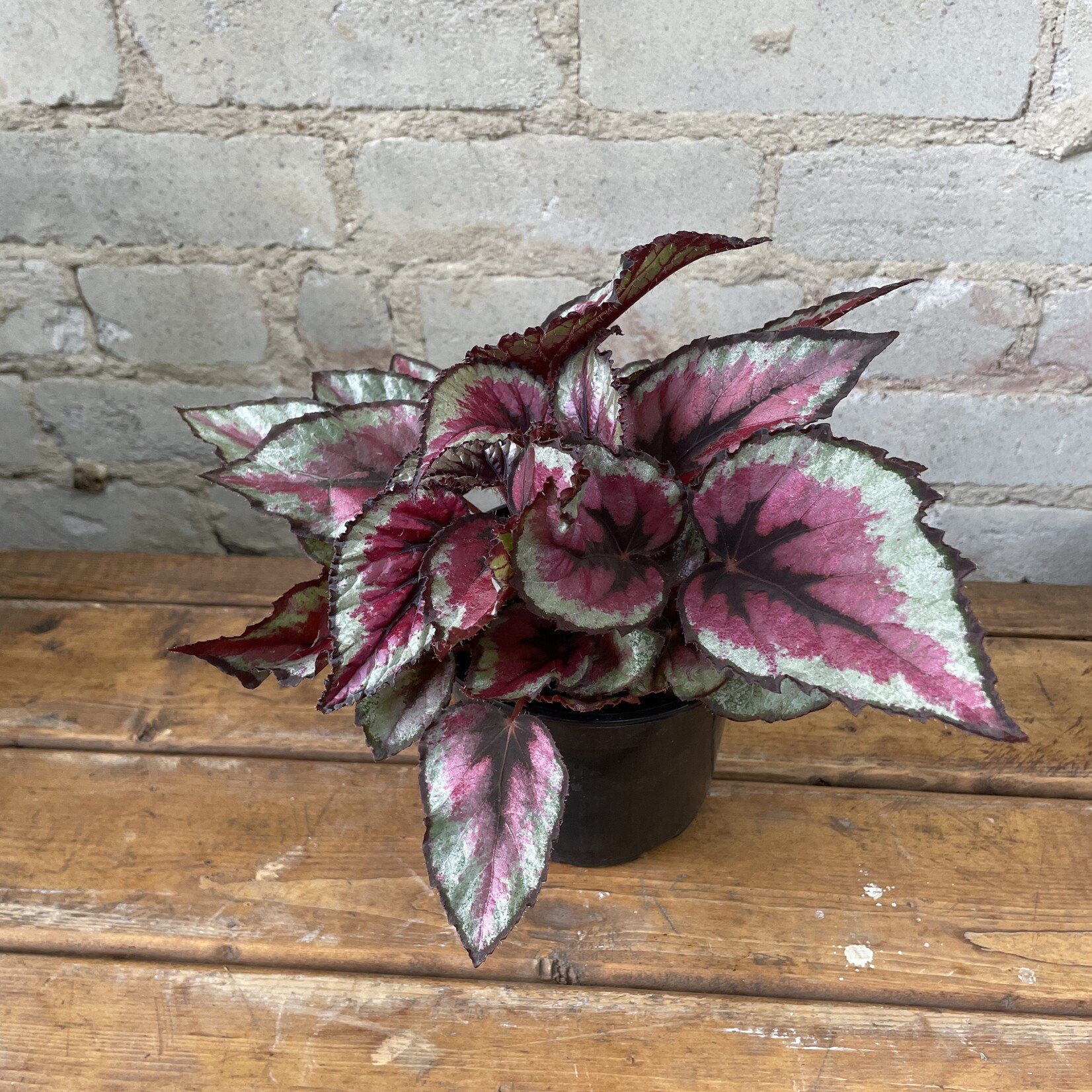 Begonia Rex 'Spitfire' 5"