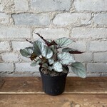 Begonia Rex 'Silver Limbo' 5"