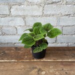 Pilea Moon Valley 3.5"