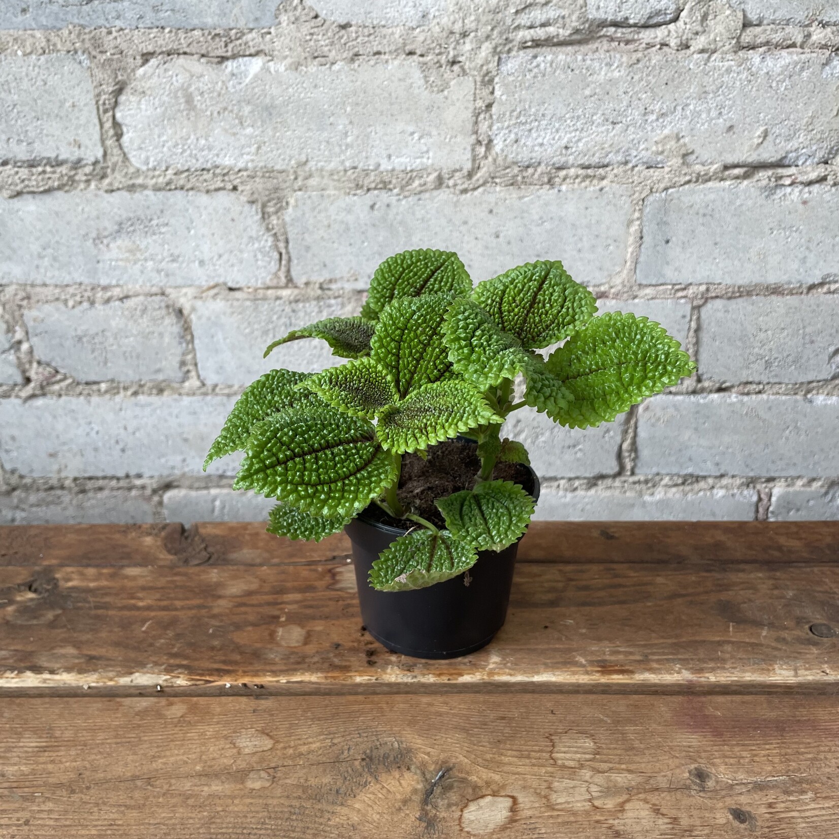 Pilea Moon Valley 3.5"