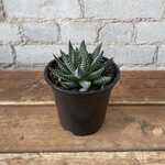 Haworthia 4" - A