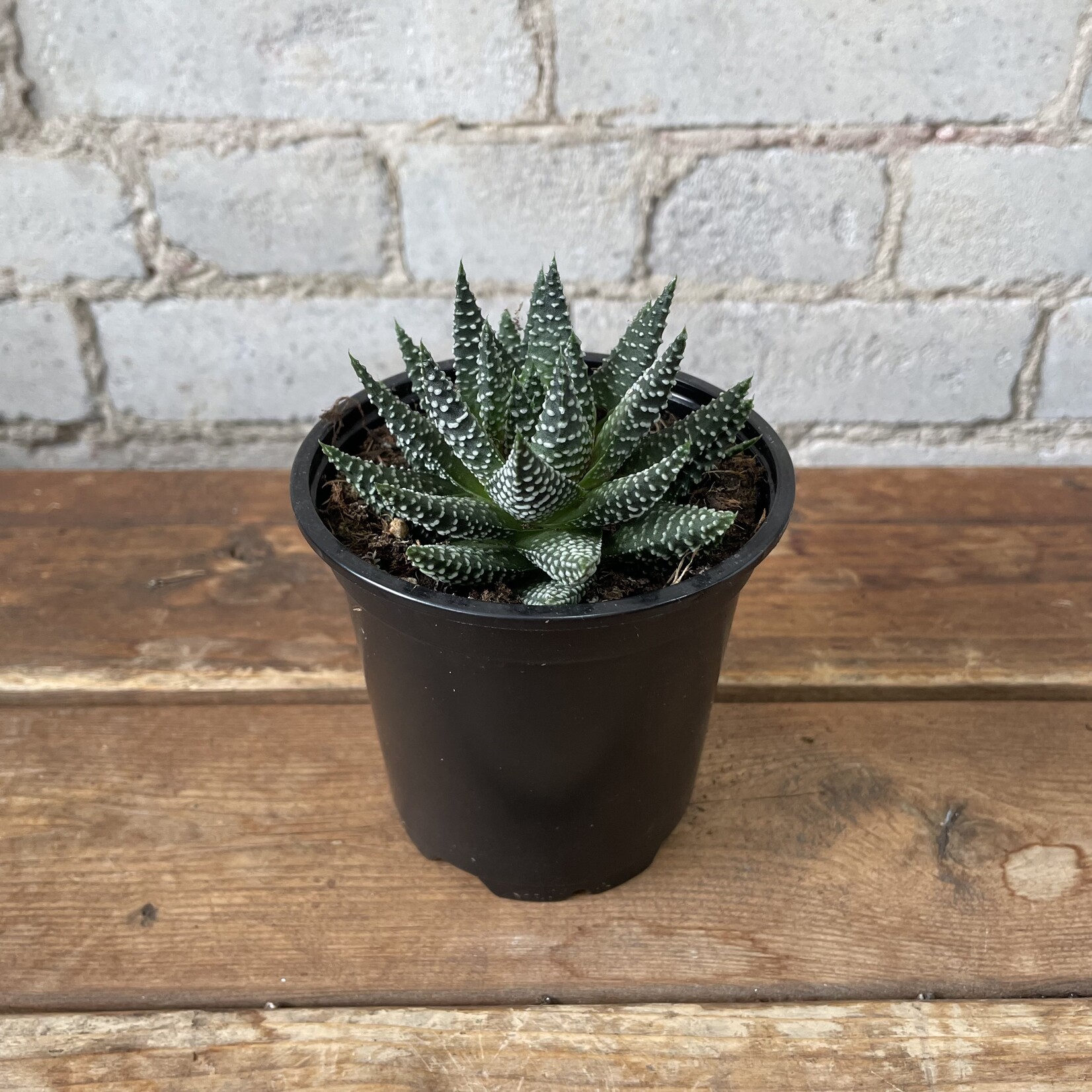 Haworthia 4" - A