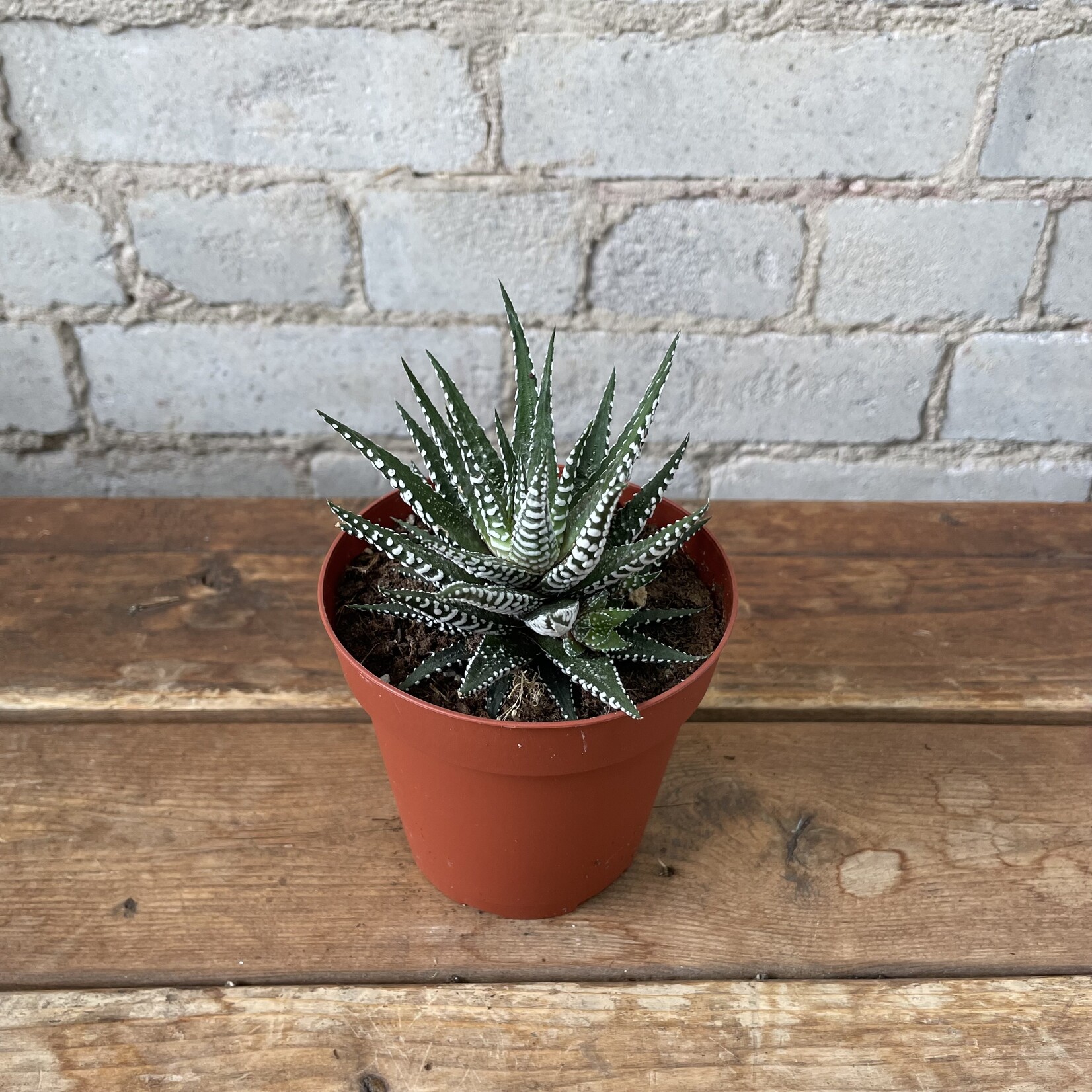 Haworthia 4" - B 'Super White'