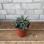 Haworthia 4" - C