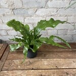 Crocodile Fern 5"