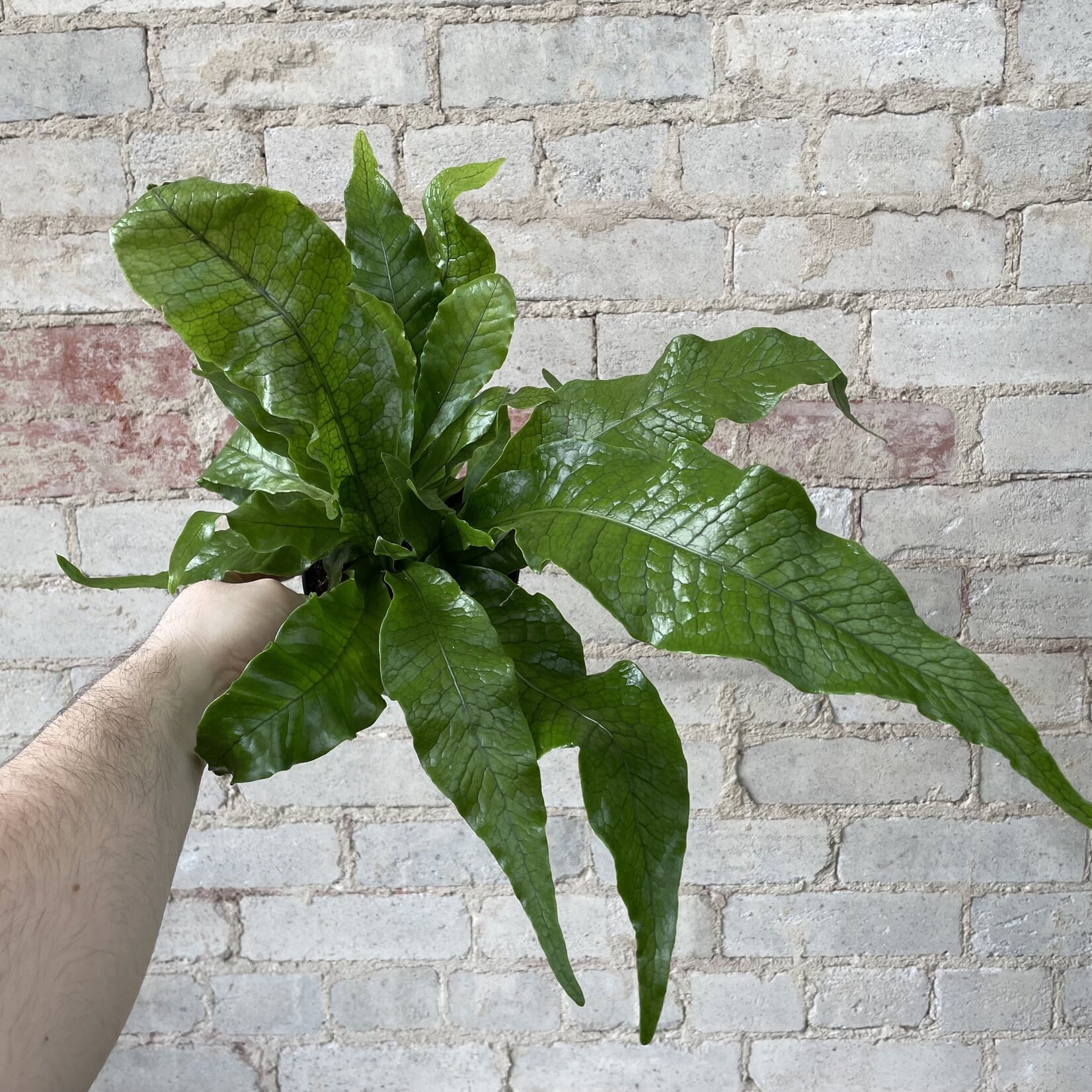 Crocodile Fern 5"