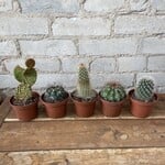 Assorted Cactus 3"