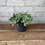 Fittonia White 5"