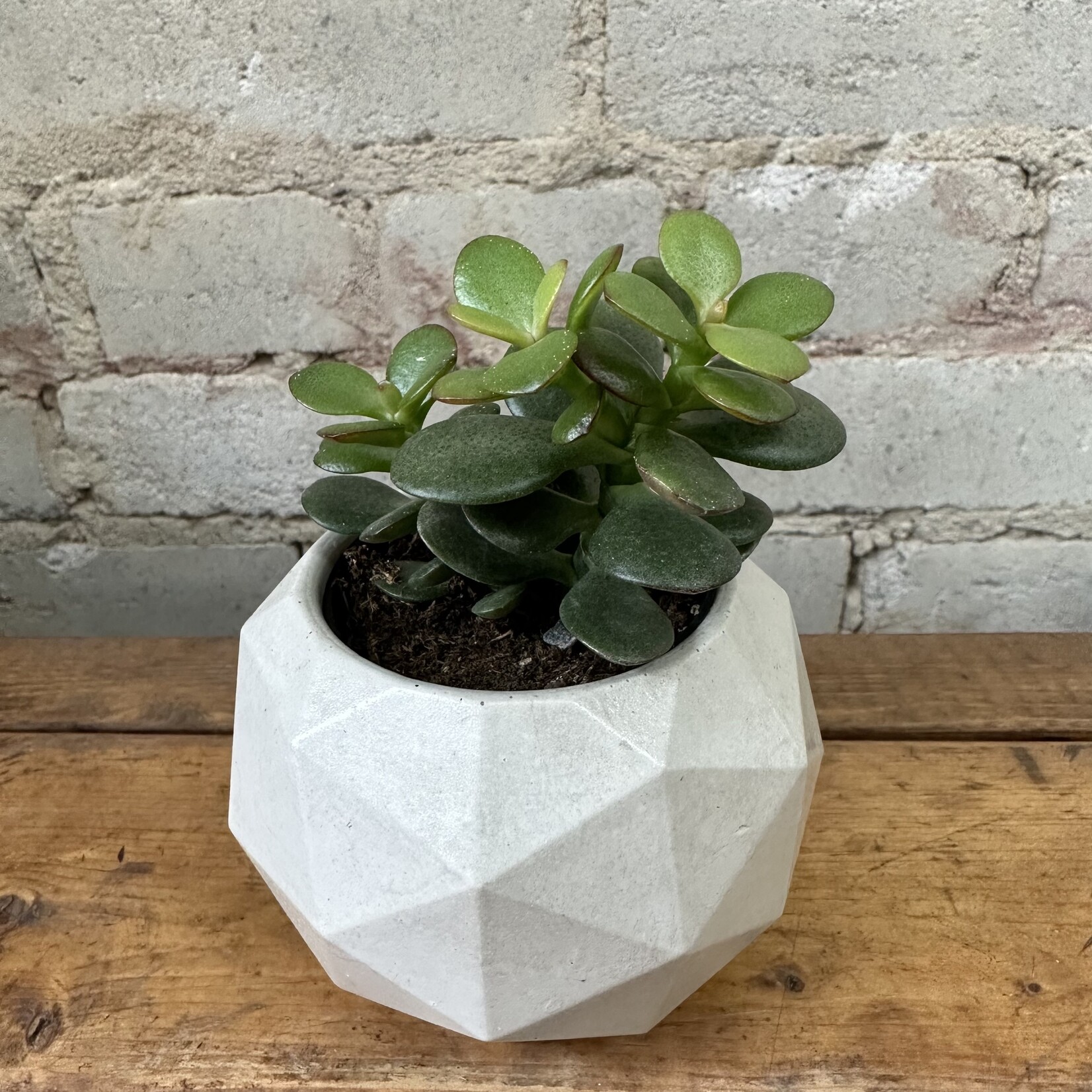 Homebody Collective Homebody Collective: Geo Planter (fits 2.5") Mint