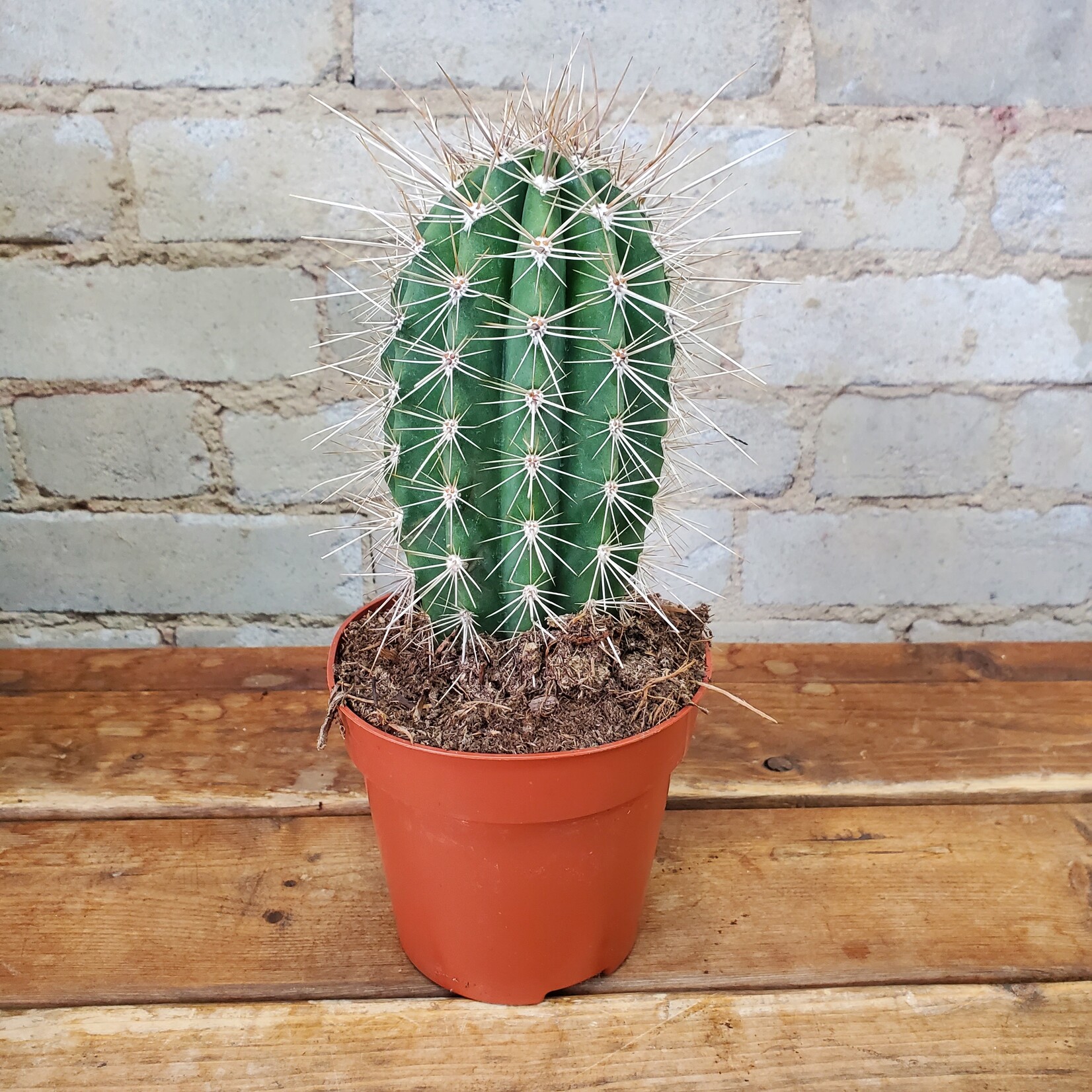 Assorted Cactus 5" - C