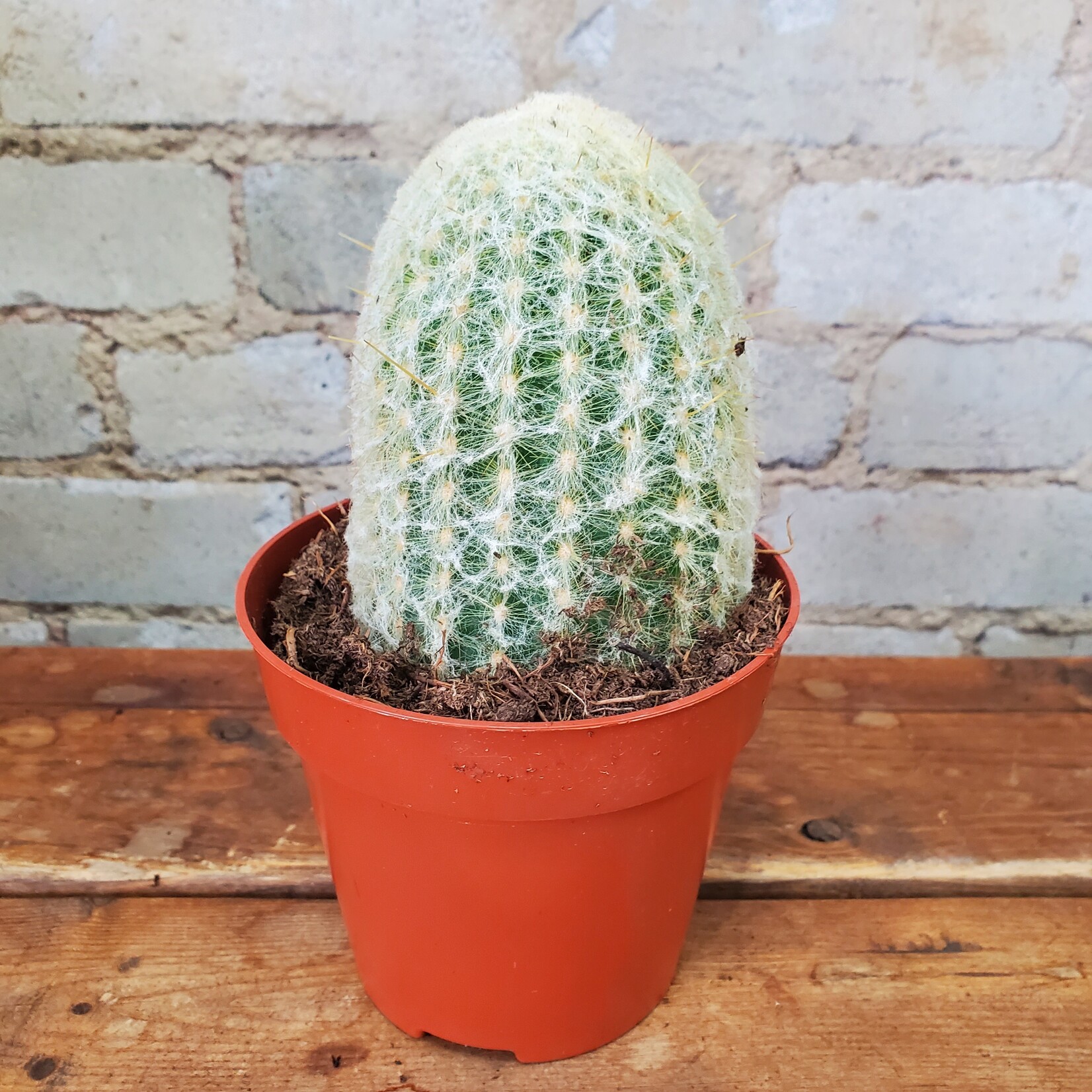 Assorted Cactus 5" - B