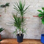 Dracaena Marginata Character Cane 12"