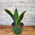 Sansevieria Black and Gold 6"