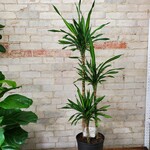 Dracaena Rikki  Cane 10"