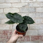 Alocasia Deweys Reversa 4"