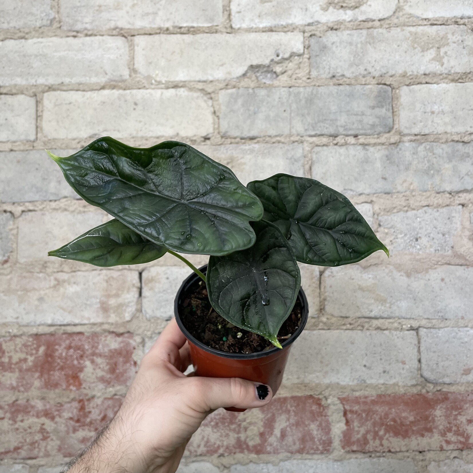 Alocasia Deweys Reversa 4"