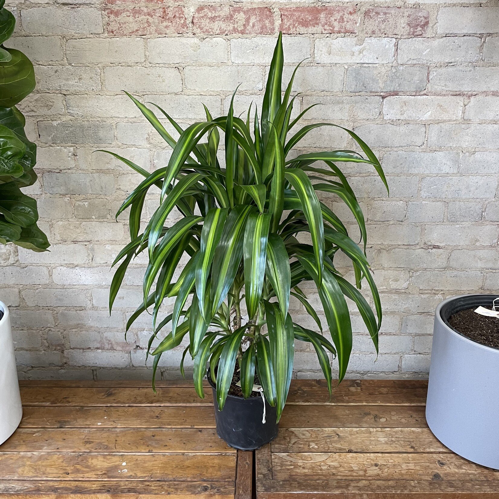 Dracaena Hawaiian Sunshine (Bush) 8"