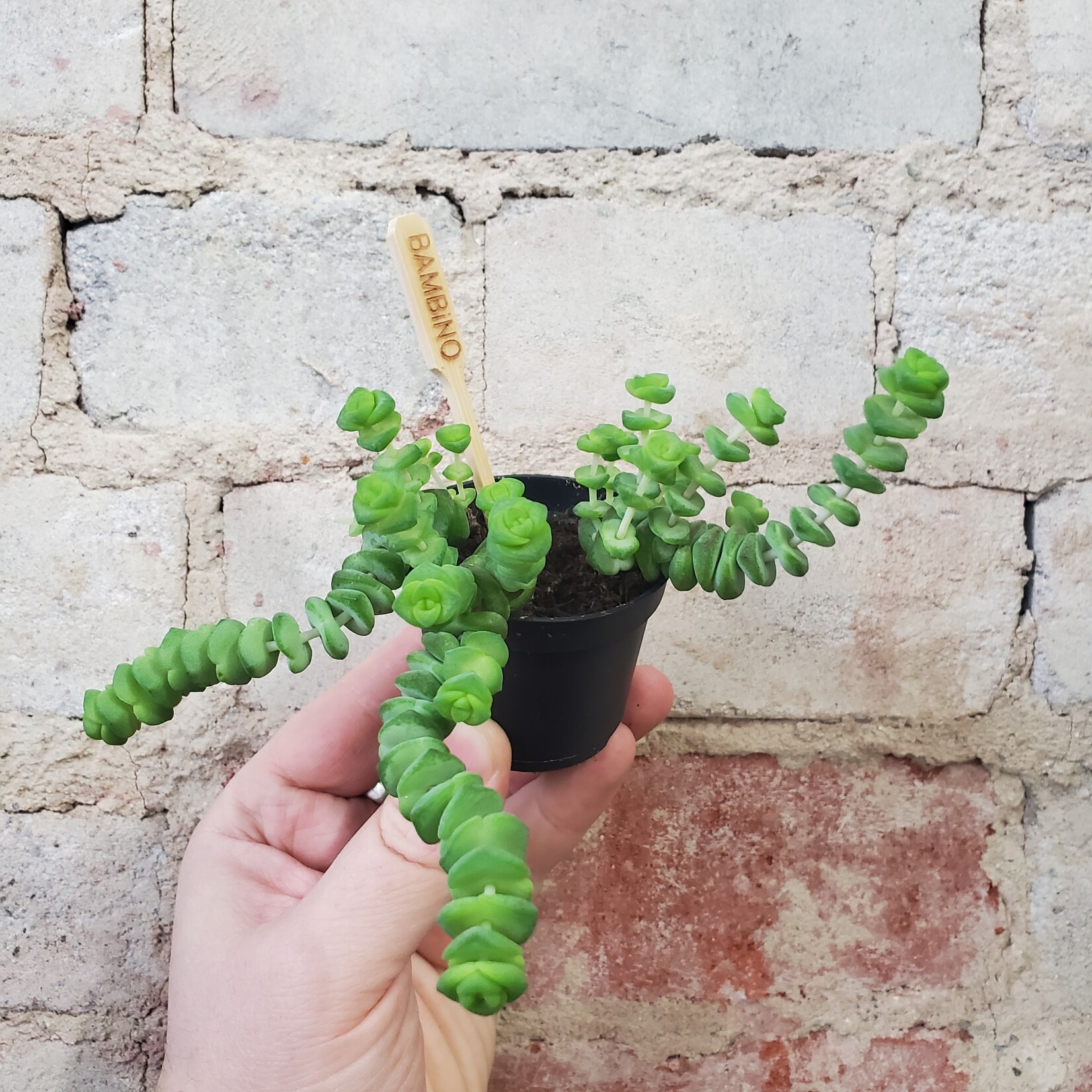 String of Buttons 2.5"