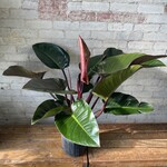 Philodendron Congo Rojo 11"