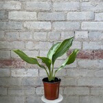 Aglaonema Silver Bay 4"