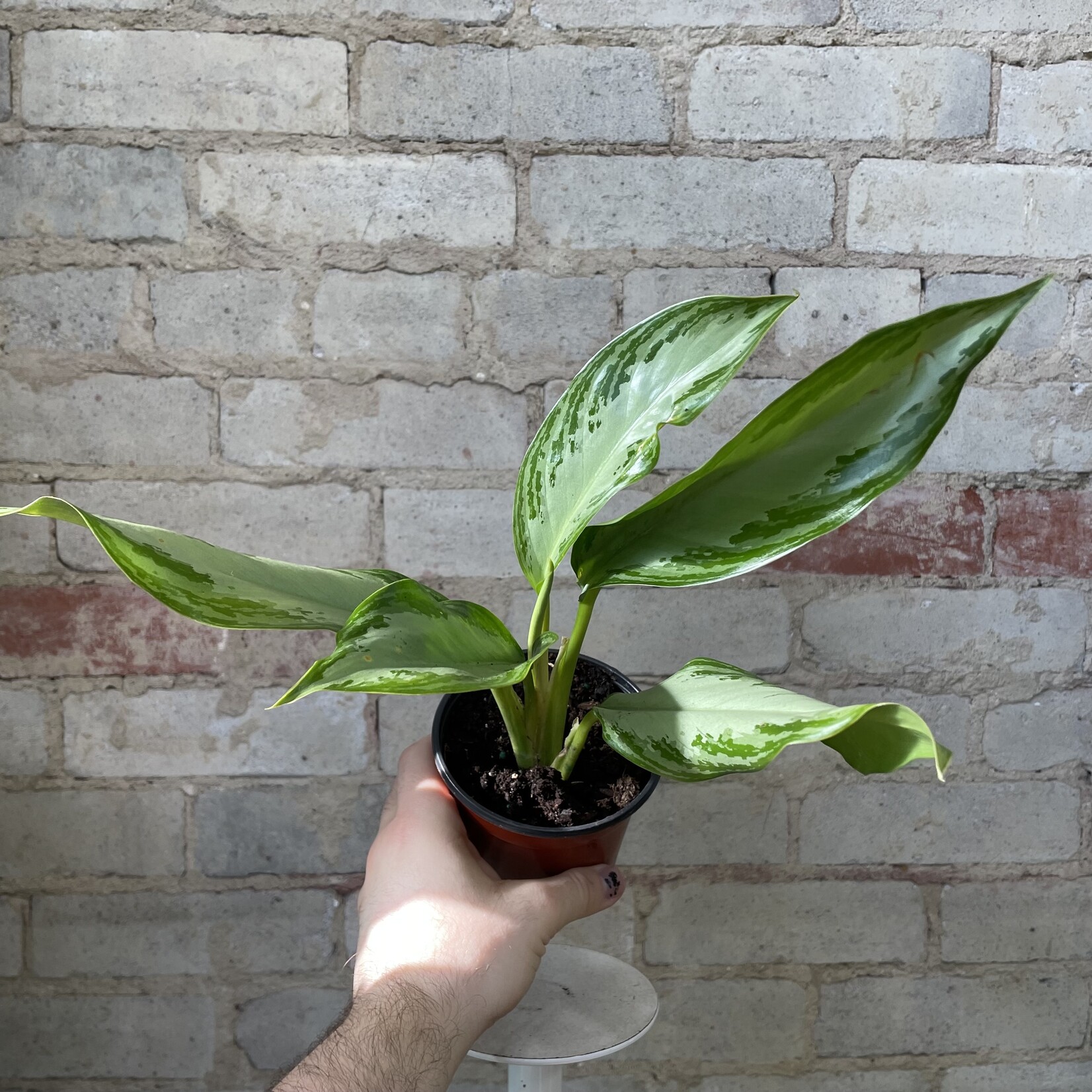 Aglaonema Silver Bay 4"